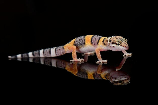 Luipaardgekko op een takclose-up