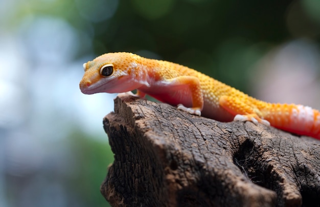 Luipaardgekko op natuurlijke achtergrond