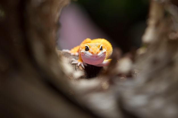 Luipaardgekko op natuurlijke achtergrond