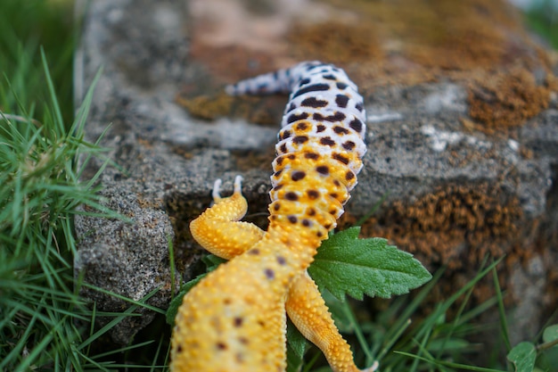 Luipaardgekko's zijn geweldige metgezellen voor houders om een uniek huisdier te hebben. Ze zijn heel gemakkelijk te verzorgen