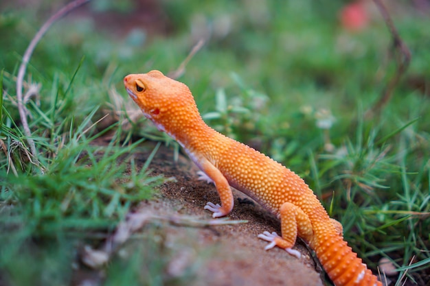 Luipaardgekko's zijn geweldige metgezellen voor houders om een uniek huisdier te hebben. Ze zijn heel gemakkelijk te verzorgen