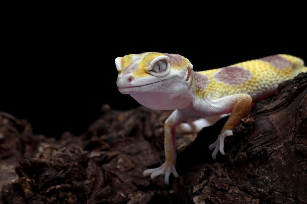 Luipaardgekkoclose-up op hout, Luipaardgekko vooraanzicht