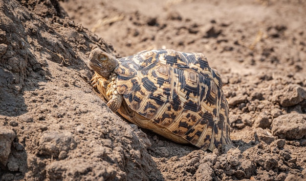 Luipaardschildpad Stigmochelys pardalis in het Hwange National Park Zimbabwe