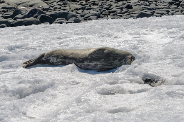 Luipaardverbinding op strand met sneeuw in antarctica