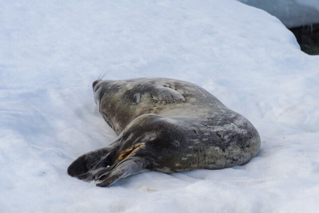 Luipaardverbinding op strand met sneeuw in Antarctica