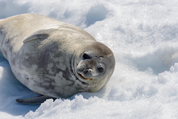 Luipaardverbinding op strand met sneeuw in Antarctica