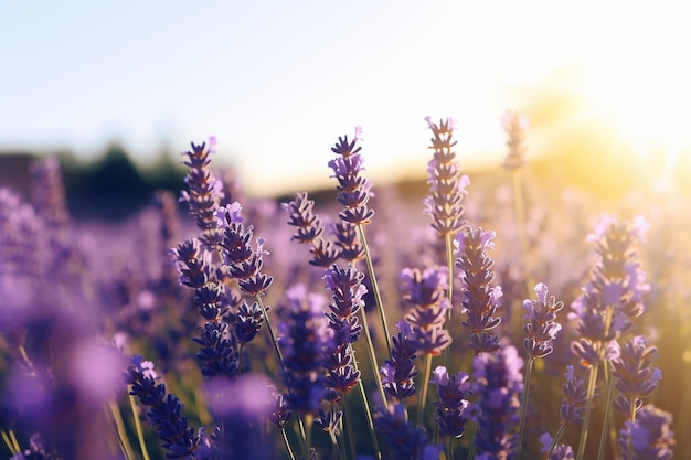 Foto lull van lavendel