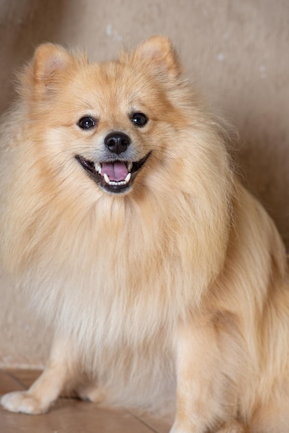 Lulu from Pomeranian named Bento posing for the camera, selective focus.