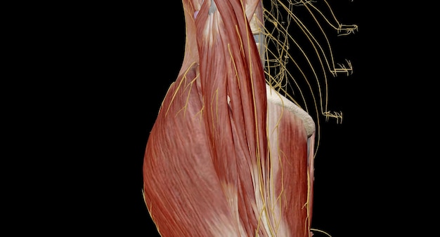 Photo the lumbar plexus is a complex neural network formed by the lower thoracic and lumbar ventral nerve roots