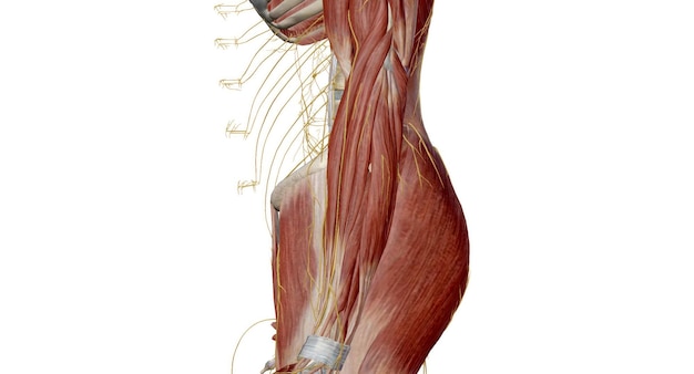 Photo the lumbar plexus is a complex neural network formed by the lower thoracic and lumbar ventral nerve roots