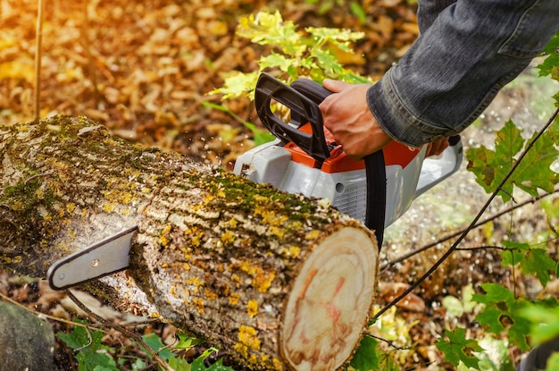 Lumberjack cuts down a lying tree with a chainsaw in forest closeup on the process of cutting down