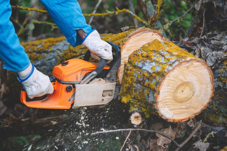 lumberjack cutting old wood with a chainsaw