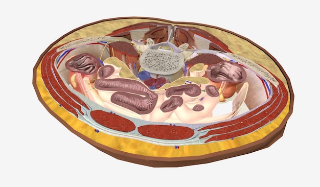 The lumbosacral joint the vertebral column transitions from the lumbar spine to the sacral spine