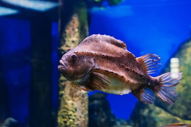 Lumpfish cyclopterus lumpus魚は青い水の下で泳ぐ