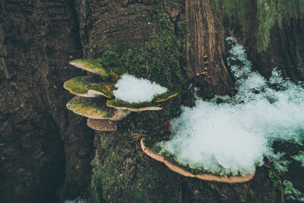 Гриб комковатый на дереве Trametes gibbosa