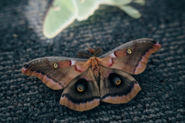 Luna Green Velvet Moth on the floor