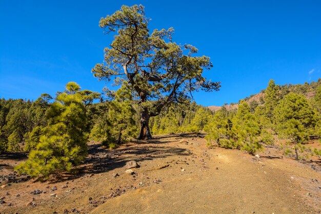 Lunar landscape in the valley of the Teide volcano Tenerife, Canary Islands, Spain