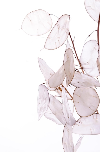 Растение Lunaria annua Растение серебряного доллара против белого света