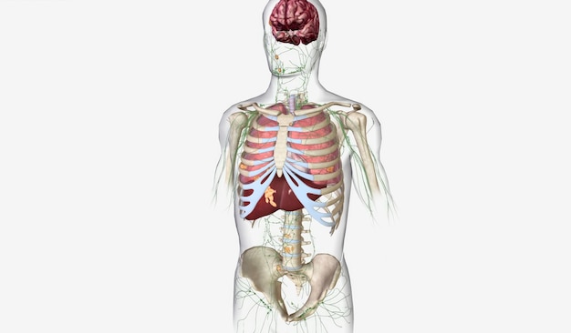 Photo the lung cancer stage iv