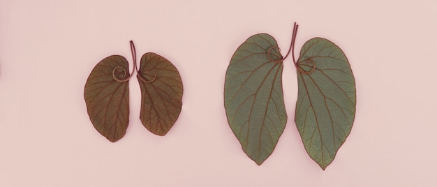 Lung shaped leaves