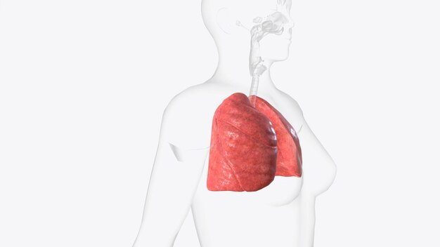 Photo lungs are part of the respiratory system a group of organs and tissues that work together to help you breathe