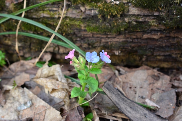 Photo a lungwort flower is growing in the woods next to a fallen tree