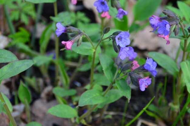 lungwort plant isolated on the forest lawn, close-up