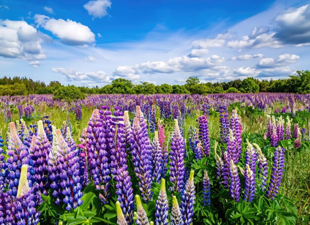 Premium AI Image | a lupin field view landscape