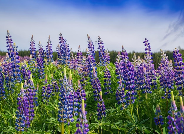 a lupin field view landscape