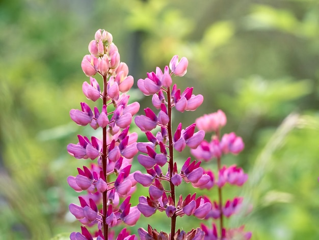 Lupin flowers blooms in the field.