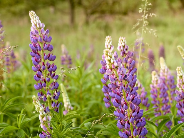 I fiori di lupino sbocciano nel campo.