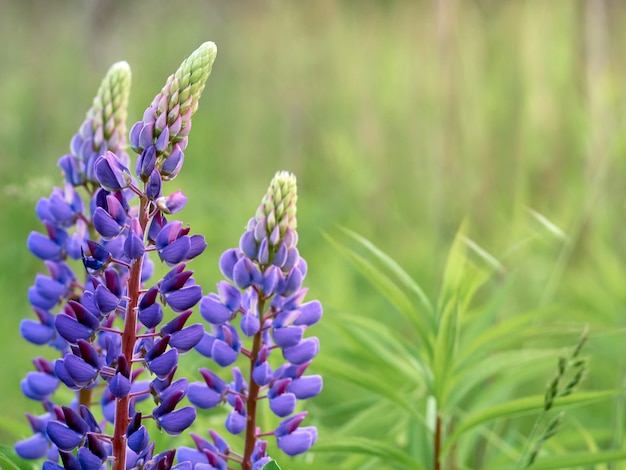 Lupin flowers blooms in the field.