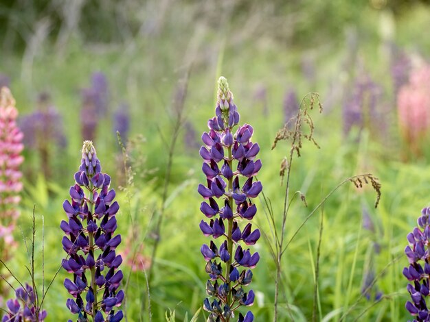 Lupin flowers blooms in the field.