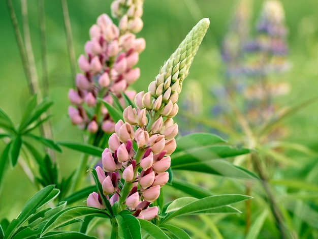 Lupin flowers blooms in the field.