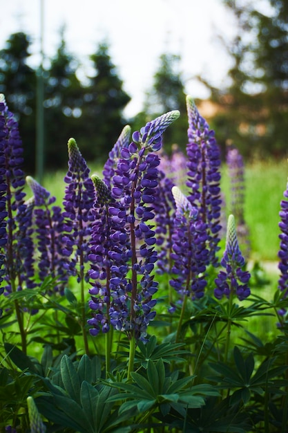 lupin flowers in the garden