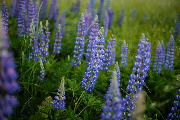 Lupin flowers on a green meadow, grow wild in nature
