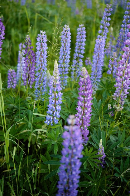 緑の牧草地にルピナスの花、自然の中で野生に成長