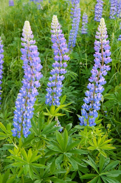 緑の牧草地にあるルピナスの花は、自然の中で野生になります