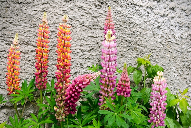 Lupine beautiful bright flowers of different colors on a gray wall background