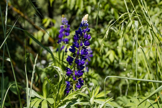 Lupine blauw