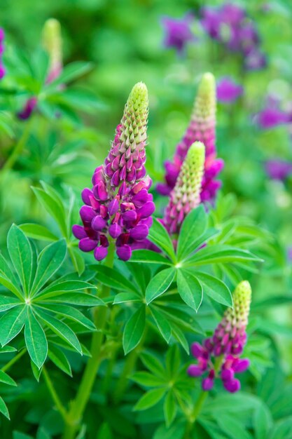 Lupine bloeit in de tuin Selectieve focus