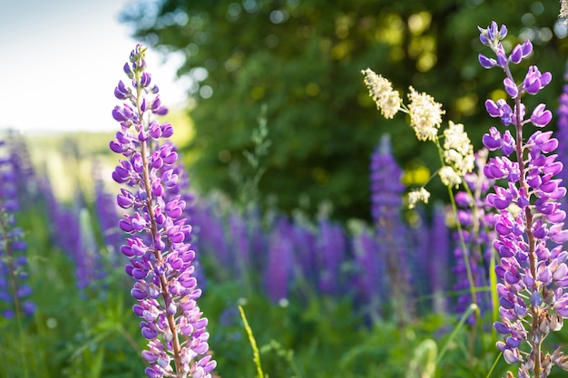 Lupine bloeit in een veld van roze, paarse en blauwe bloemen. Paarse bloemen zomer bloem achtergrond.