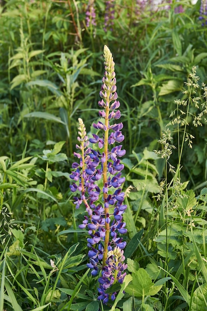 Lupine bloeit op het gazon in de tuin