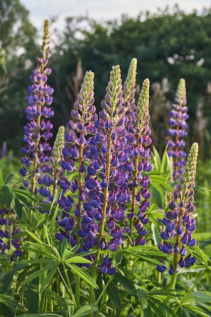 Lupine bloeit op het gazon in de tuin