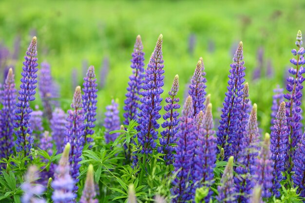 Lupine bloeit paarse bloem