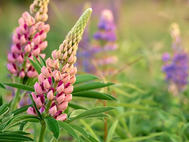 Lupine bloemen bloeien in het veld.