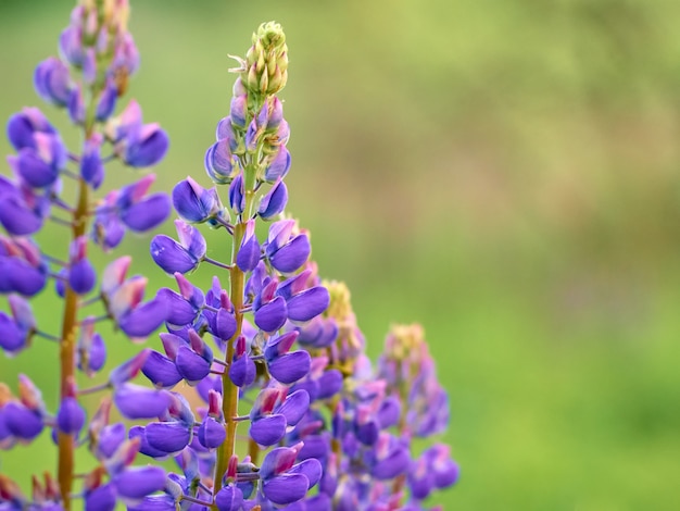 Lupine bloemen bloeien in het veld.