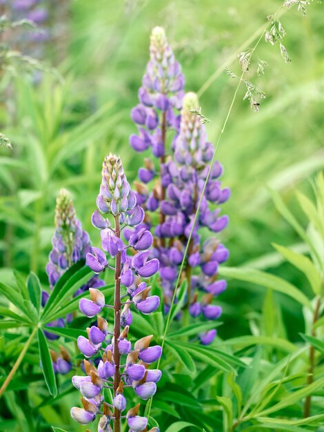 Lupine bloemen bloeien in het veld.