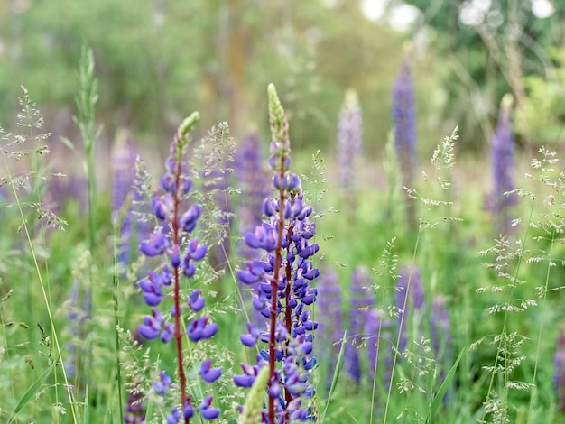 Lupine bloemen bloeien in het veld.