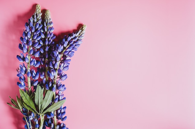 Lupine bloemen in blauw lila kleur in volle bloei op een roze achtergrond plat leggen. ruimte voor tekst